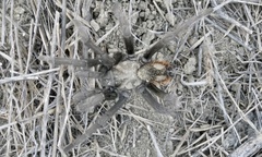 Aphonopelma eutylenum