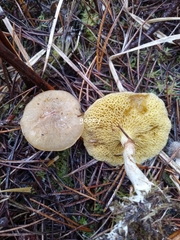 Suillus umbonatus
