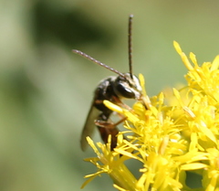 Lasioglossum zephyrus