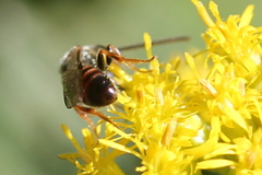 Lasioglossum zephyrus