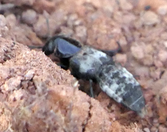 Creophilus maxillosus