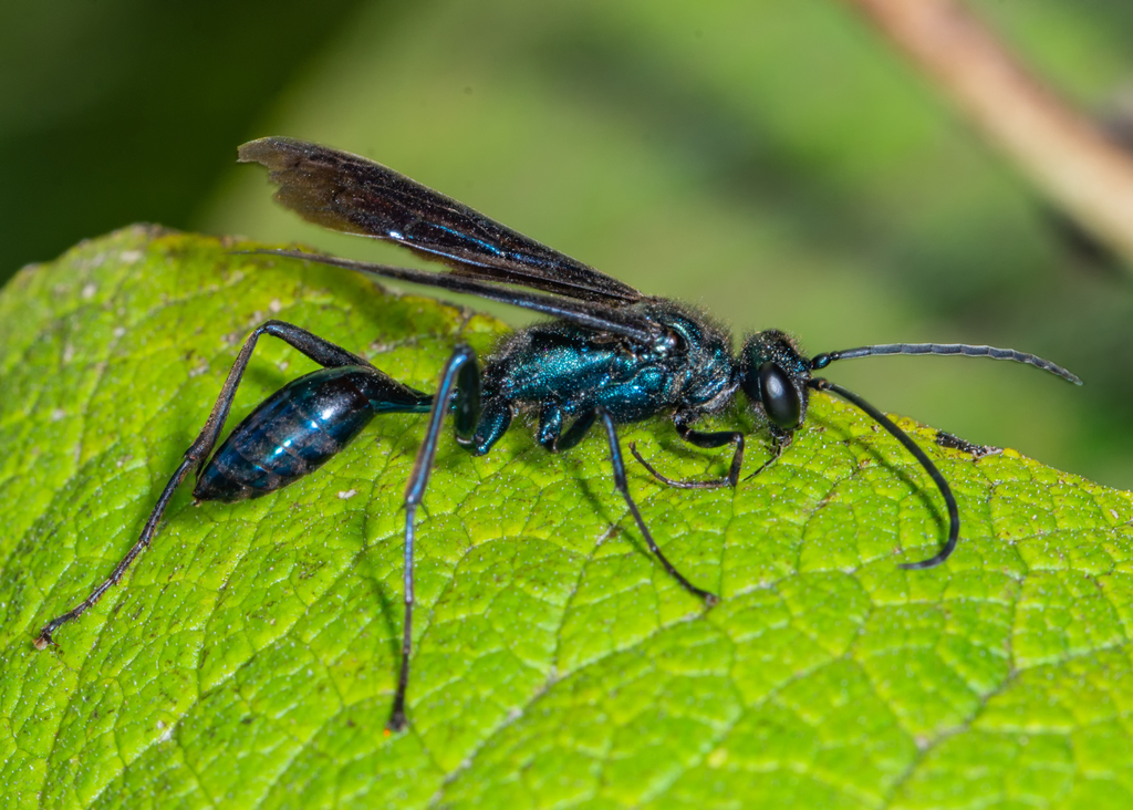 Blue Mud Wasp stock photo - Minden Pictures