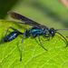 Nearctic Blue Mud-dauber Wasp - Photo (c) bob15noble, some rights reserved (CC BY-NC), uploaded by bob15noble