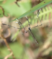 Bittacomorpha clavipes