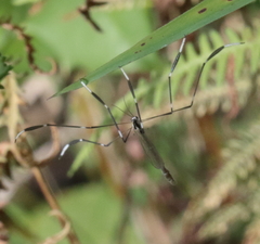 Bittacomorpha clavipes