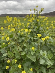 Rhamphospermum arvense