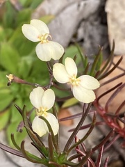 Stylidium spathulatum