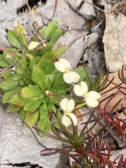 Stylidium spathulatum