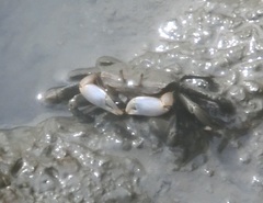 Macrophthalmus banzai