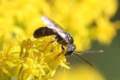 Lasioglossum zephyrus