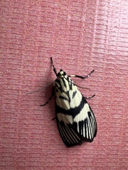 Heortia