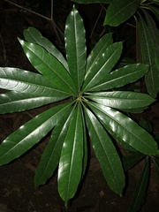 Litsea acuminata