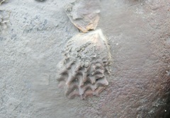 Mollusca