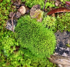 Dicranum montanum