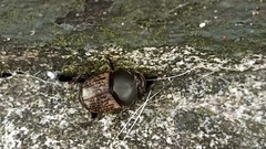 Palaeonthophagus