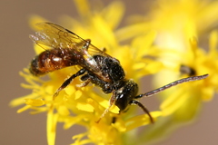 Lasioglossum zephyrus