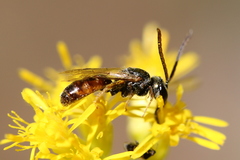Lasioglossum zephyrus