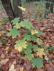 Acer platanoides