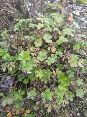 Potentilla intermedia