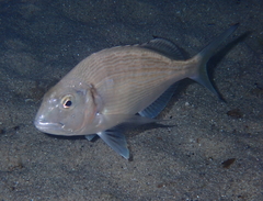 Sparus auratus