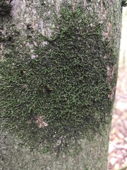 Frullania dilatata