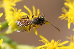 Lasioglossum zephyrus