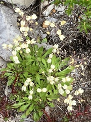 Stylidium spathulatum