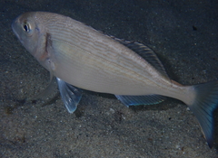 Sparus auratus