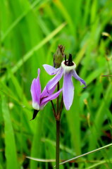 Primula jeffreyi
