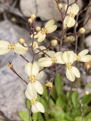Stylidium spathulatum