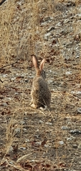 Lepus saxatilis