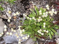Stylidium spathulatum