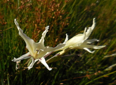 Gladiolus undulatus