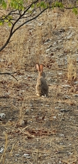 Lepus saxatilis