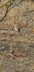 Lepus saxatilis