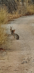 Lepus saxatilis