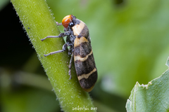 Phymatostetha birmanica