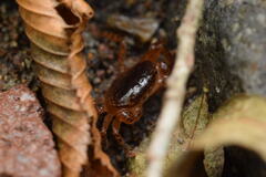 Geothelphusa dehaani