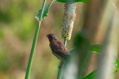 Carpodacus erythrinus