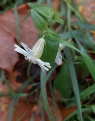 Silene latifolia