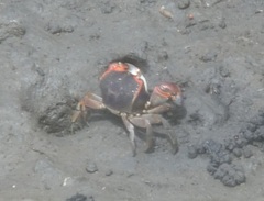 Chasmagnathus convexus