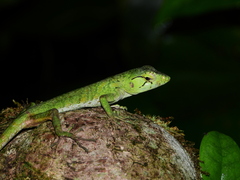 Polychrus marmoratus