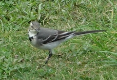 Motacilla alba