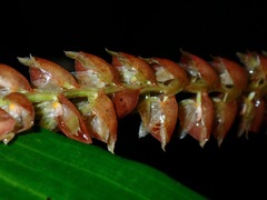Dendrochilum imbricatum