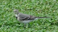 Motacilla alba