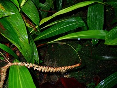 Dendrochilum imbricatum