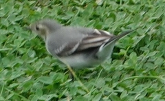 Motacilla alba