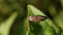 Clovia