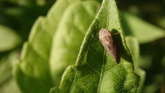 Clovia
