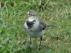 Motacilla alba